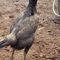 تخم مرغ لاری اصل