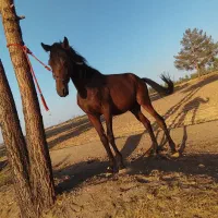 اسب عرب مصری کره ی یوز معروف