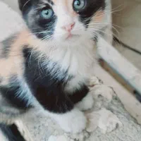 واگذاری گربه ناز وباهوش