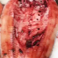 استخدام مرغ ماهی