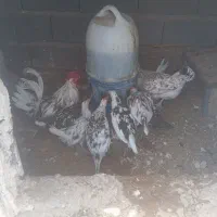 تخم نطفه دار گلین