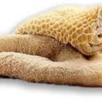 سیرابی عمده گاوی فقط عمده