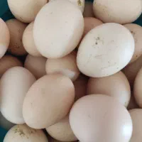 فروش هلکه محلی