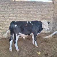گوساله نر