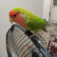 بهبه ببین چی گذاشتم واستون