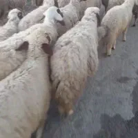 ۵۰راس میش و بره