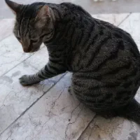 سیمبا
