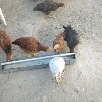 نیمچه مرغ و خروس محلی
