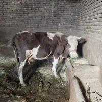 مال درجه یک