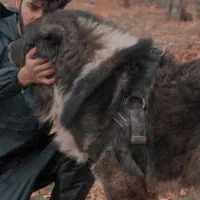 بهترین ها با مجموعه ماستیف لند نگهبان کنکورسو ژرمن