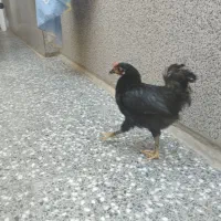 مرغ وخروس