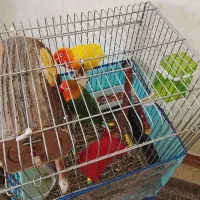 طوطی برزیلی