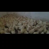 مرغ اسپید|حیوانات مزرعه|اهواز, حصیرآباد|دیوار