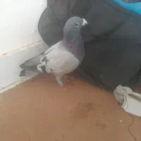 ادرس جمهوری ۱۵ برونسی ۸