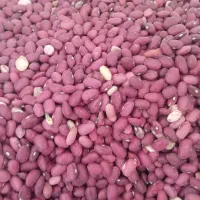 لوبیا قرمز