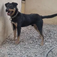 سگ روتوایلر