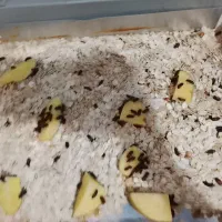 سوسک میلورم