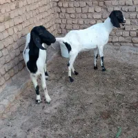دوتا بز اصل جنس