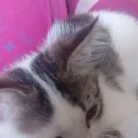 گربه و بچه گربه