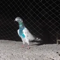 کبوتر نر پاکستانی