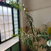 دو عدد گل خانگی