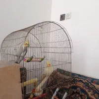 عروس هلندی