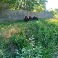چهار راس بره