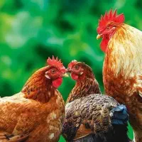 فروش مرغ و خروس گلپایگانی۶ ماهه