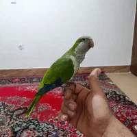 راهب کاملاً اهلی دستی با سقف۱۰۳۳ همه وسایل