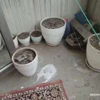 گلدان