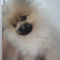 گمشده