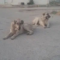 سگ پژدر
