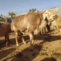 قوچ|حیوانات مزرعه|تربت جام, یحیی آباد|دیوار