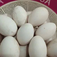 تخم غوغاز نطفه دار