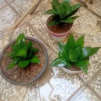 گل طبیعی