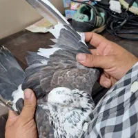 کفتر‌پرشی