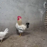 خروس سالم سنگین مرغ گلین کرچشو