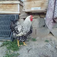 تخم ویاندوت سیلور ۳۵۰