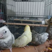 ۲ جفت عروس هلندی