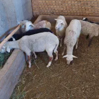 بره نر لاکن رومانف کیلو ۶۸۰