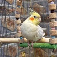 عروس هلندی با قفس