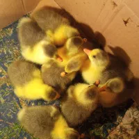 بچه غاز|حیوانات مزرعه|رشت, حومه رشت|دیوار