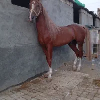 اسب نریان کرد پنج نشان