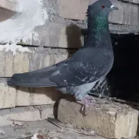 کبوتر پرش سنگین