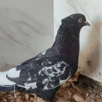 کفتر سینه سیاه
