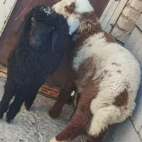 بره نر و ماده