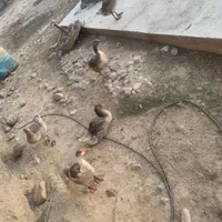 فروش 20 دانه غاز