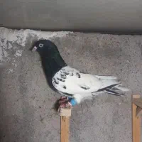 کبوتر صید