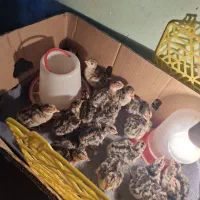جوجه بقلمون