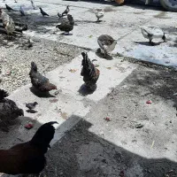 مرغ، خروس، غاز